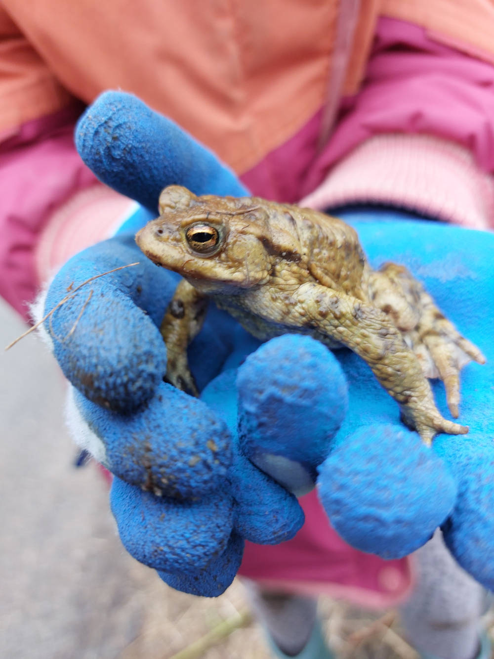 Frosch im Naturraum als Beispiel für Lernen im Wald